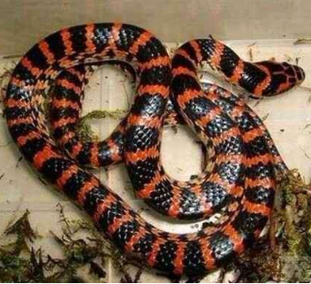 赤链蛇